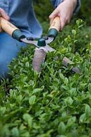 Using shears to trim a Buxus sempervirens hedge