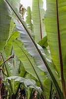 Large group of Ensete ventricosum - Abyssinian banana - Ethiopia