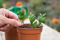 Plant the Buxus cuttings in a plastic pot equally spaced apart
