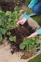 Carefully break apart the Geum clump into two halves protecting the root integrity