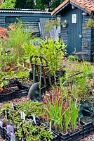 Small nursery with perennials and ornamental grasses. De Luie Tuinman