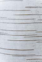Betula utilis var. jacquemontii 'Doorenbos' - Himalayan birch