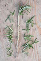 Creeping Rosemary cutting with side leaves removed, ready to be planted
