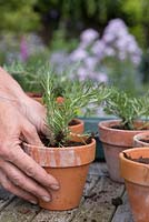 Potting on Creeping Rosemary cuttings into individual terracotta pots