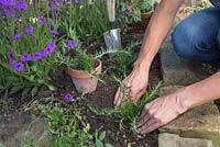 Planting out Creeping Rosemary cuttings into a garden border