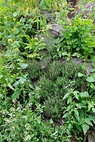 A living herb wall planted with Thyme, Rocket and Lovage