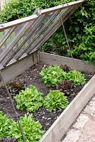 Cold frame with Lettuce 'Reine des Glaces' and 'Navara'