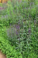 Salvia nemorosa 'New Dimension Blue' - Sage with Trifolium repens - Clover as groundcover