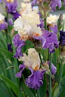 Iris germanica 'Achy Breaking Heart' 