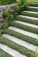 Stone steps planted with Cotoneaster dammeri