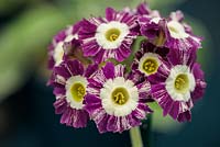 Primula auricula 'Woottens Roman Stripe', May