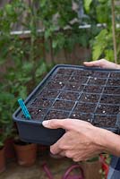 Carrying a tray of sown Myosotis 'Victoria Azure Blue' seeds into a greenhouse