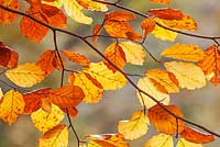 Fagus sylvatica - Beech leaves - Burnham Beeches, Buckinghamshire, UK