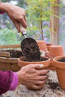 Fill terracotta pots with a mixture of compost and horticultural grit