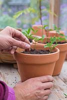 Plant the Salvia cuttings in terracotta pots ensuring they are spaced equally apart with enough room to grow