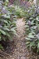 Gravel path leading past borders of Salvia officinalis 'Purpurascens'