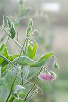 Lathyrus odoratus - Sweet Pea in morning light