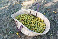 Prunus-Harvest of mirabelle plums in a wicker basket - France, Lorraine, Summer