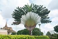Phnom Penh Cambodia Ravenala Madagascariensis. Sonn.F. - Strelitiaceae in the grounds of the Royal Palace