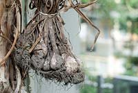 Garlic hanging to dry in the kitchen.