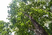 Tectona Grandis - Indian Oak, Teak tree