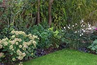 Garden border featuring Hydrangea, Anemone x hybrida 'Whirlwind', Choisya ternata, Heuchera 'Obsidian' and Pennisetum alopecuroides