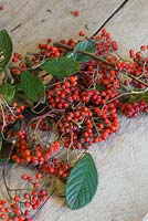 Cotoneaster lacteus berries