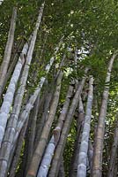 Dendrocalamus giganteus - Giant Bamboo - National Kandawgyi Botanical Gardens, Pyin U Lwin, Myanmar