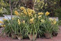 A group of yellow flowering orchid plants 