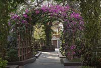Bougainvillea trained onto wooden archway over cobble setts path in tropical garden - Myanmar
