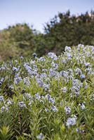 Amsonia tabernaemontana var. salicifolia - June, Pensthorpe Natural Park, Fakenham, Norfolk