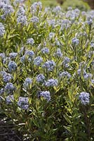 Amsonia tabernaemontana var. salicifolia - June, Pensthorpe Natural Park, Fakenham, Norfolk