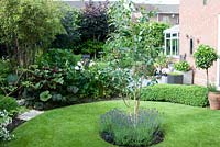 Cottage garden with circular lawn and planting of Lavandula,Phyllostachys nigra, Ligulara 'Desdemona', Paeonia and low clipped Buxus hedge