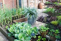 Kitchen garden with wooden raised beds planted with Cabbage, 'Hispi' - Pointed cabbage Astelia chathamica in tall pot on gravel 