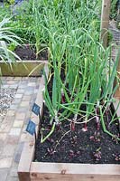 Kitchen garden with wooden raised beds planted with Beetroot Darko Garlic 'Early Purple Wight', Onion 'Red Cross' and natural stone cobble sett path