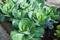 Cabbage 'Hispi' - Pointed cabbage in raised bed