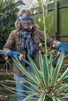 Woman wearing eye protecting goggles, cutting out Yucca gloriosa flowering stem with loppers