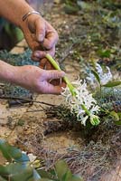 Threading florist stub wire through Hyacinthus orientalis 'Carnegie'