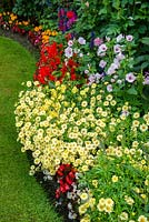 Argyranthemum 'Madeira Crested Yellow' and a variety of bedding plants