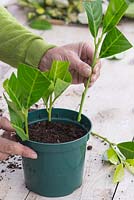 Plant the cherry laurel cuttings in a pot making sure they are equally spaced apart