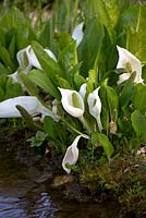 Lysichiton americanus camschatcensis - Asian skunk cabbage grows on the edge of the stream