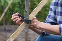 Securing wooden post to tree with a heavy duty tree tie