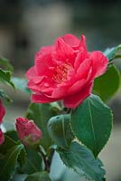 Camellia japonica 'Holly Bright'. April, Spring.