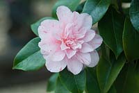 Camellia japonica 'Kick Off'. April, Spring.