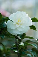 Camellia japonica 'Whitman Yellow'. April, Spring.