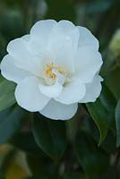 Camellia japonica 'Shiro-Botan'. April, Spring.