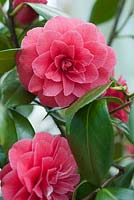 Camellia japonica 'C.M. Hovey'. April, Spring.