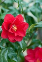 Camellia japonica 'Lady Vansittart Red'. April, Spring.