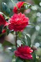 Camellia japonica 'Spring Fling'. April, Spring.