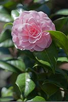 Camellia japonica 'Nuccio's Cameo' - April, Spring.